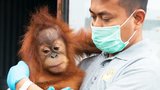 Saving Orangutans, the Gardeners of the Forest