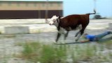 Roadside Rodeo