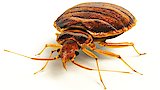 Bed Bug Doomsday