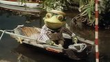 Oarsman Toad