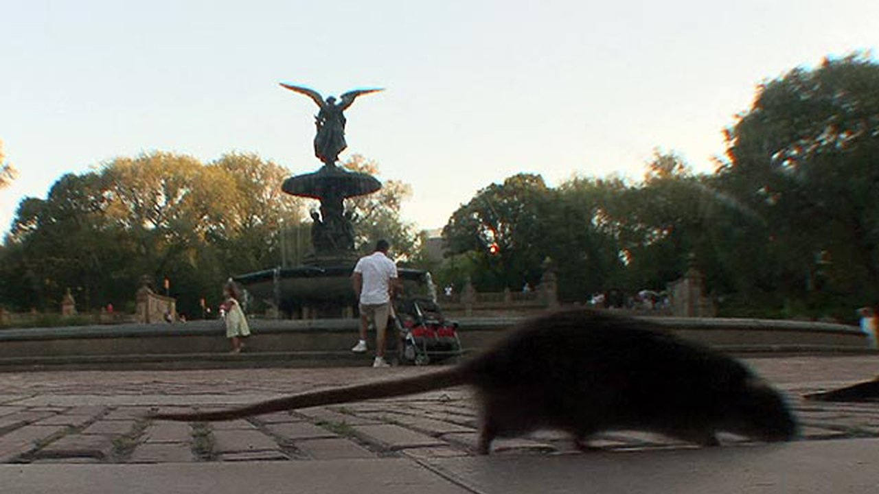 Rat Busters NYC