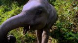 Are Elephants Headed Toward Extinction?