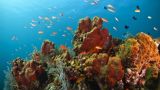 Bali: Coral Reef Reborn