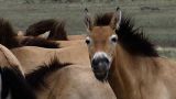 Wild Horses Return to China