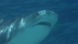 Tiger Sharks and Sea Turtles in Nature's Warzone