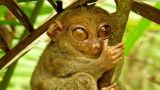 Tarsier Primate: the Littlest Alien