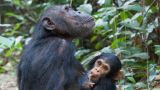 A Chimpanzee's Tale