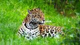 The Pantanal: the Jaguar's Last Sanctuary