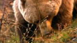 Wild Giants of Denali