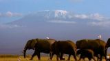 Elephants of Kilimanjaro