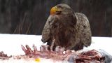 Sea Eagle: Bird With the Golden Eye