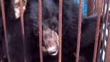 Moon Bears: Journey to Freedom