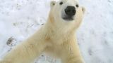 Living With Polar Bears