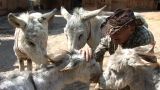 Saving the Slumdog Donkeys