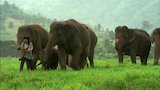 Elephant Whisperer