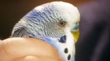 The Wild Bush Budgie