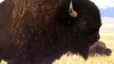 The Return of the Buffalo: Restoring the Great American Prairie