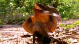 Treasures of the Australian Coast