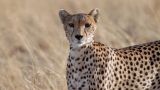 Cheetahs Against All Odds