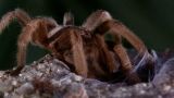 Tarantula: Australia's King of Spiders