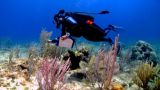 Caribbean Reef Rescue