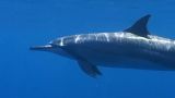 Spinner Dolphins