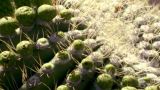 Sonoran Desert