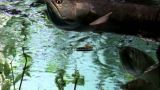 Amazon: Land of the Flooded Forest