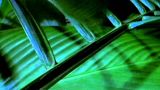 Panama Wild: Rain Forests of Life