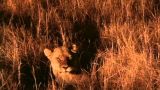 Okavango