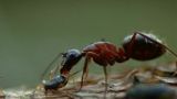 Ants - Natures Secret Power
