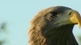 Saga of the White Tailed Eagle