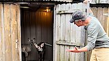 Deer Urine Farmer / Necropsy