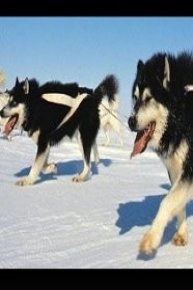 Dog of the Midnight Sun