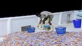 Shrimpin' Round the Clock