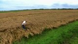 Wheat