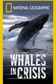 Whales in Crisis