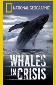 Whales in Crisis