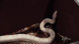 Animal Instinct