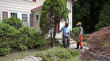 Trash Insert; Arborvitae Removal