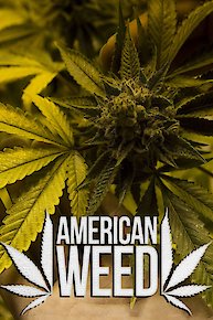 American Weed