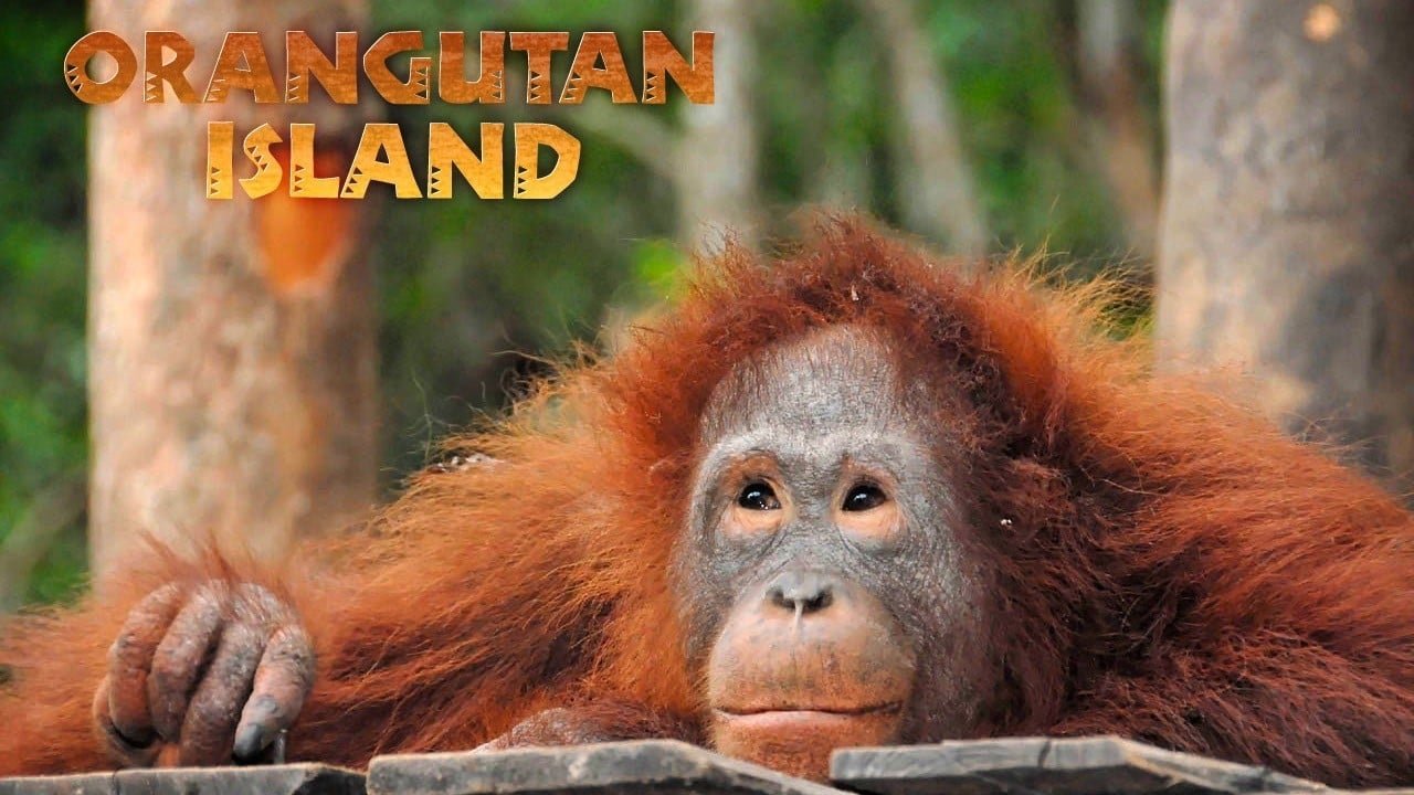 Orangutan Island