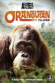 Orangutan Island