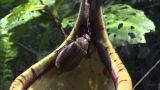 Planet Earth: Extreme Survival