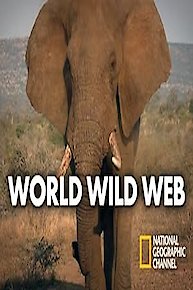 World Wild Web