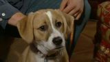 Animal Attractions TV Series Season 3 Episode 10