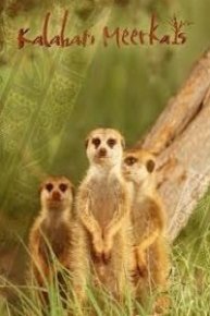 Kalahari Meerkats