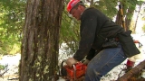 Loggers