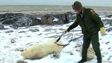 Polar Bear Alert Agent