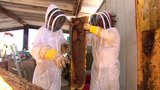Killer Bee Removal Expert